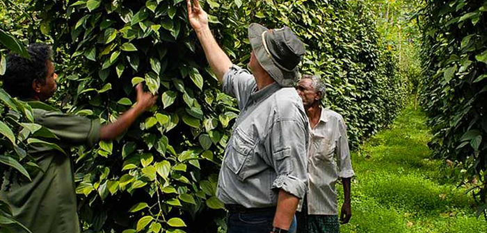 spice walk Munnar